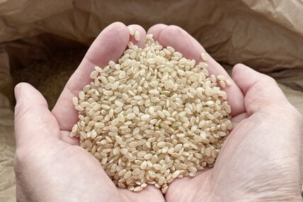 玄米は白米を精製する前の状態だ